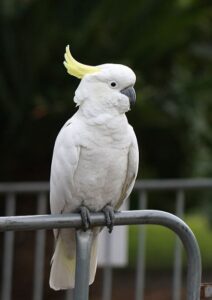 cockatoos can scream and scream