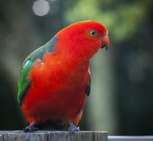 do king-parrots stay together for life?