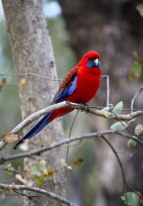 rosellas can be so peaceful